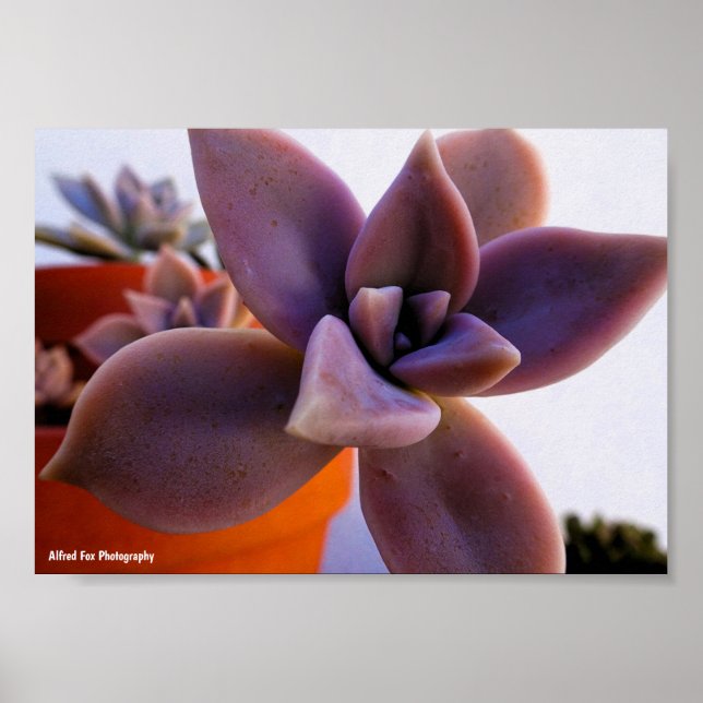 Poster Planta suculenta Ghost-plant em close-up (Frente)