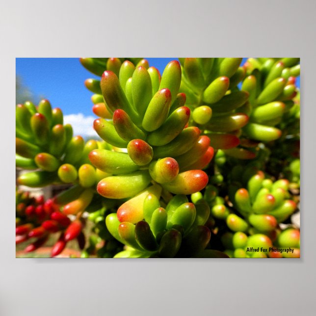 Poster Planta Suculenta Jelly Bean (Frente)