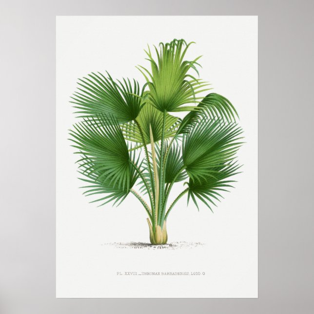 Poster Planta tropical,Ilustração vegetal ポ arte de colhe (Frente)