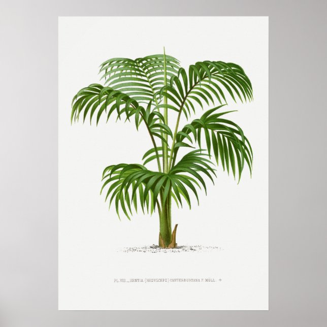 Poster Planta tropical,Ilustração vegetal ポ arte de colhe (Frente)
