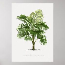 Poster Planta tropical,Ilustração vegetal ポ arte de colhe