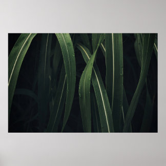 POSTER PLANTA VERDE