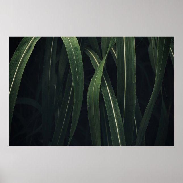 POSTER PLANTA VERDE (Frente)