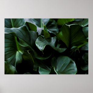 POSTER PLANTA VERDE