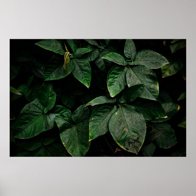 POSTER PLANTA VERDE EM FOTOGRAFIA DE FOCO (Frente)
