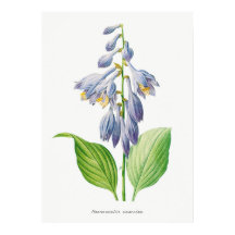 Plantain Lily Hosta Flower Botanage