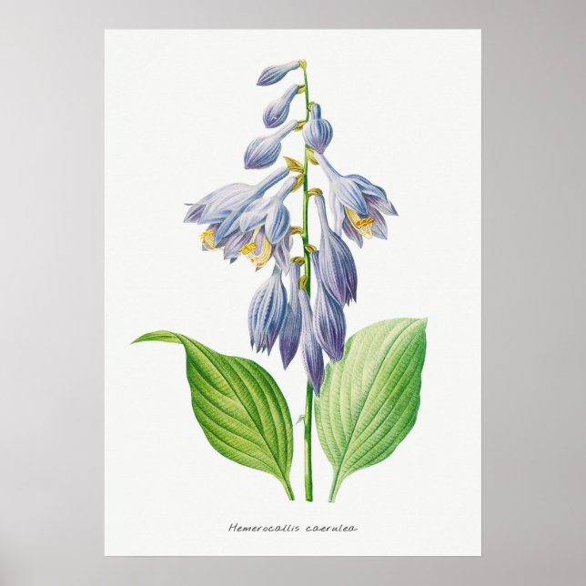 Poster Plantain Lily Hosta Flower Botanage (Frente)