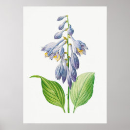 Poster Plantain Lily Hosta Flower Botanage
