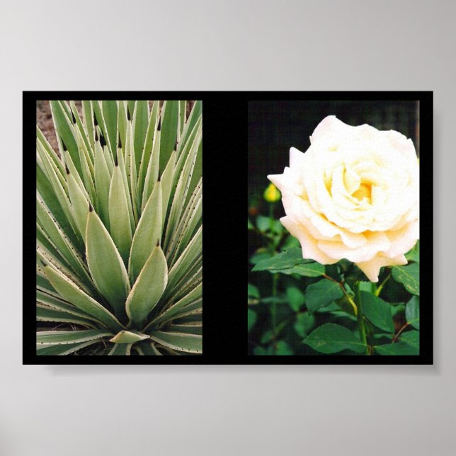 Pôster Plantas (Frente)