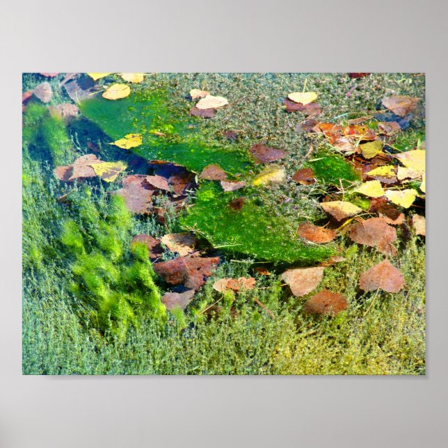 Poster Plantas aquáticas no Lincoln Park III - Saturação  (Frente)