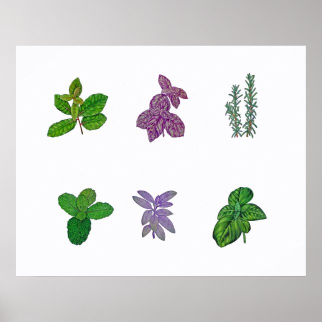 Poster Plantas aromáticas com aquarela (Frente)