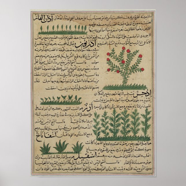 Pôster Plantas botânicas, ilustração de "O (Frente)