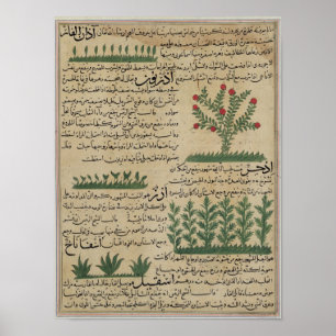 Pôster Plantas botânicas, ilustração 'do