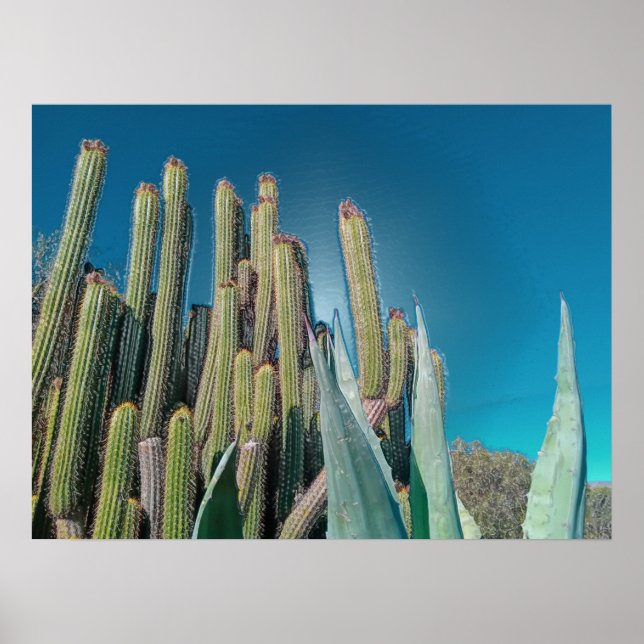 Poster Plantas De Cactus No Deserto De África, Em Pera Rá (Frente)