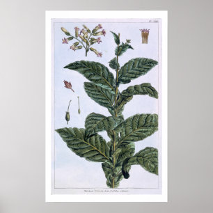 Poster Plantas de cigarro, placa 7, da "Coleção Preciosa