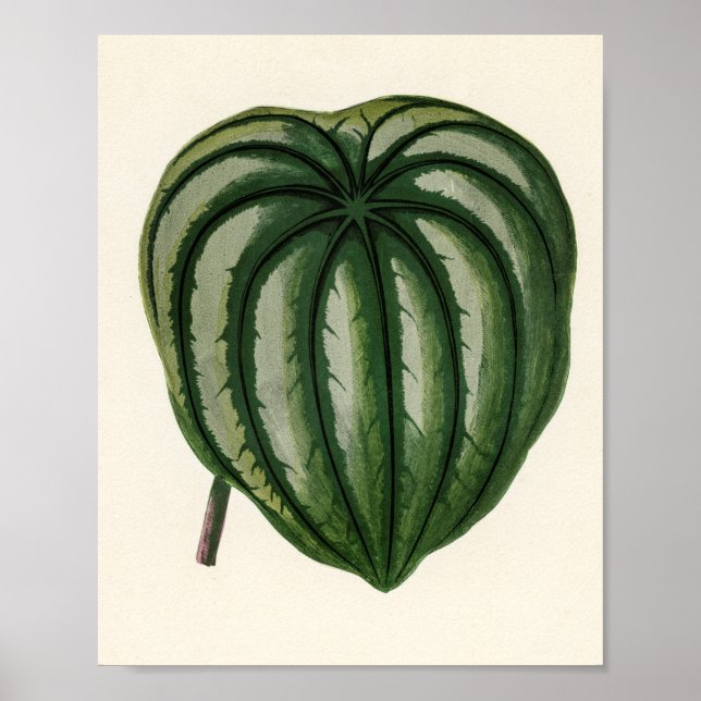 Poster Plantas de jardineiro (Frente)