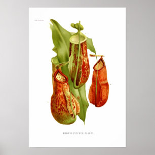 Poster Plantas de jarro