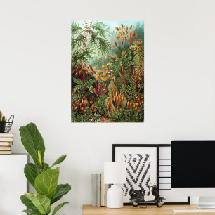 Pôster Plantas de Musgo Antigo por Ernst Haeckel, Muscina