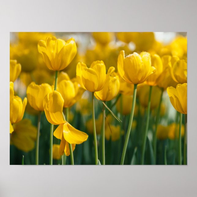 Poster Plantas de tulipas amarelas (Frente)