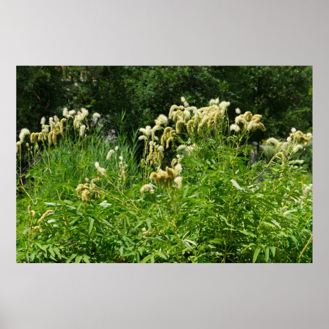 Poster Plantas De Verão No Parque (Frente)