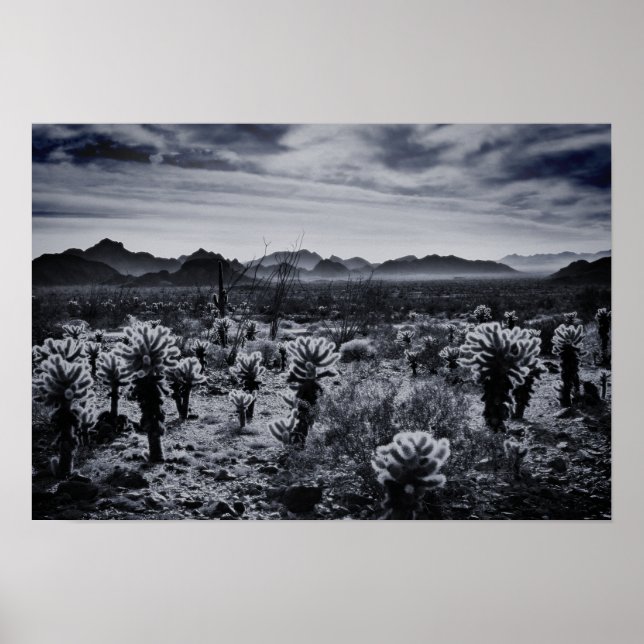 Poster Plantas Desérticas Cholla Cactus Bear (Frente)