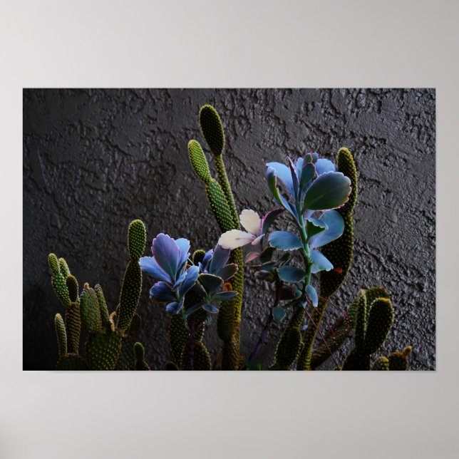 Pôster Plantas do deserto (Frente)