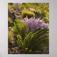 Plantas do deserto de Chihuahuan em floração