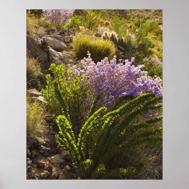 Poster Plantas do deserto de Chihuahuan em floração (Frente)