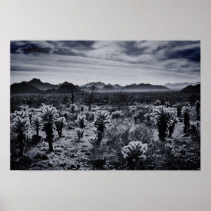 Poster Plantas Do Deserto Do Urso De Teddy