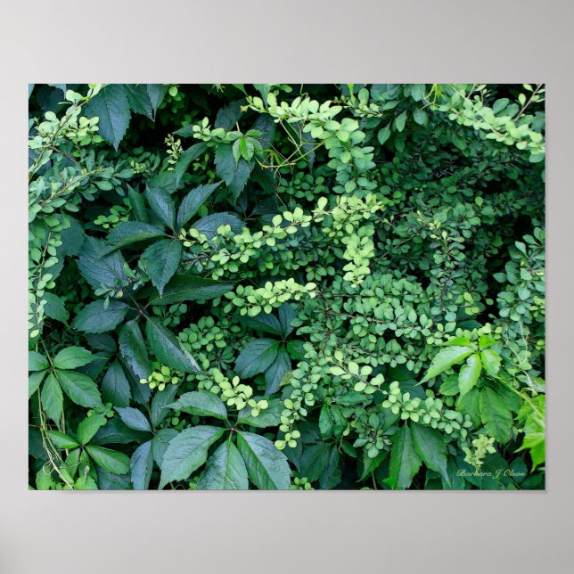 Poster plantas do jardim de Ken (Frente)