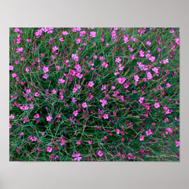 Poster plantas do jardim de Ken (Frente)