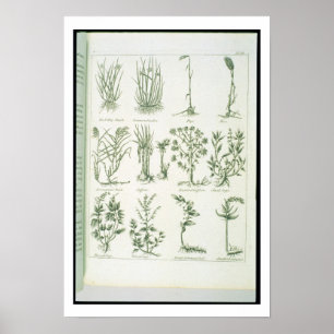 Poster Plantas do médico inglês e dos comp(s) de Culpep