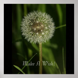 Poster Plantas e Imagem de Água