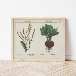 Poster Plantas forrageiras ou de campo   Charlotte Mary Y