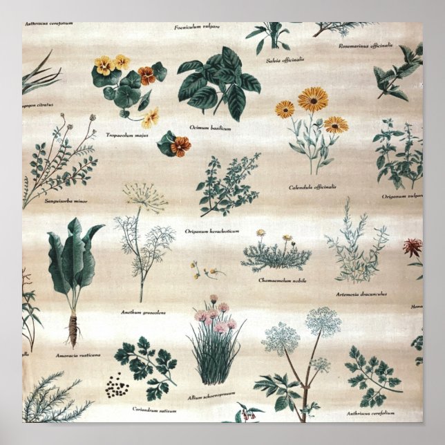 Poster Plantas Herbáceas Flores (Frente)