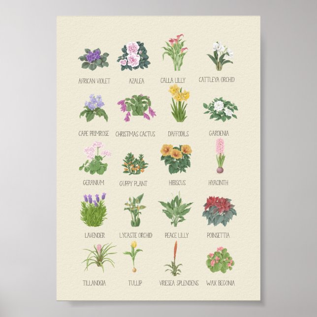 Poster Plantas Interior + Nomes Amantes De Plantas De Jar (Frente)