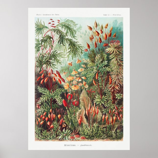 Poster Plantas Jardineiras (Frente)