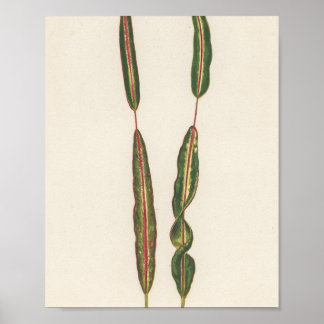 Poster Plantas Mãe Pai, Gardener Romântico Presente