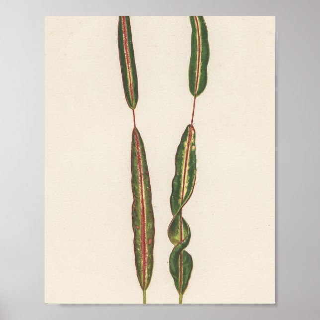 Poster Plantas Mãe Pai, Gardener Romântico Presente (Frente)