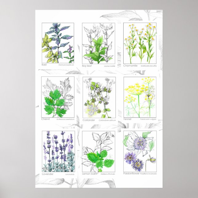 Poster Plantas Medicinais De Arte Botânica De Cozinha (Frente)
