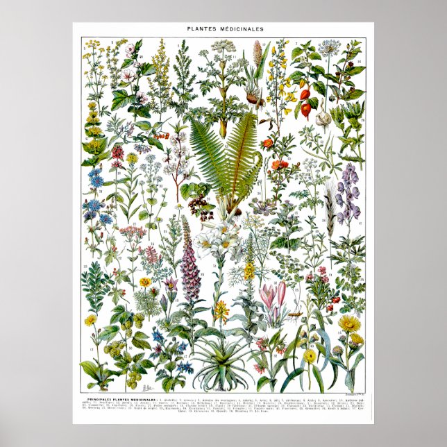 Poster Plantas Medicinais e Flores por Adolphe Millot (Frente)