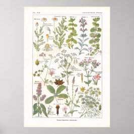 Pôster Plantas Medicinais Estimulantes Digestivos em Fran