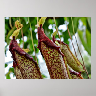Pôster plantas Nepenthes