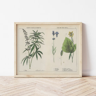 Poster Plantas úteis   Charlotte Mary Yonge