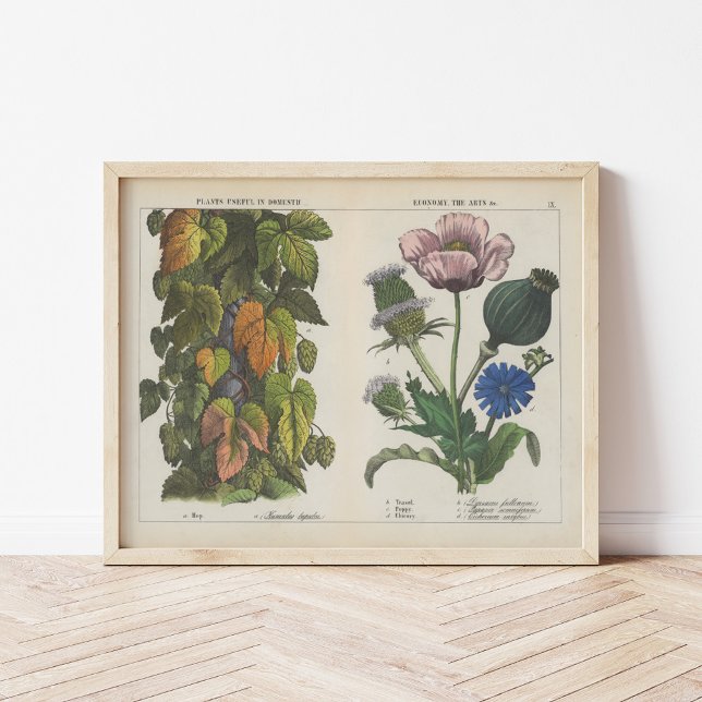 Poster Plantas úteis | Charlotte Mary Yonge (Criador carregado)