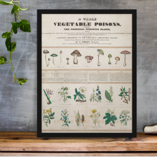 Poster Plantas Venenosas Botânicas Vintage Educativas