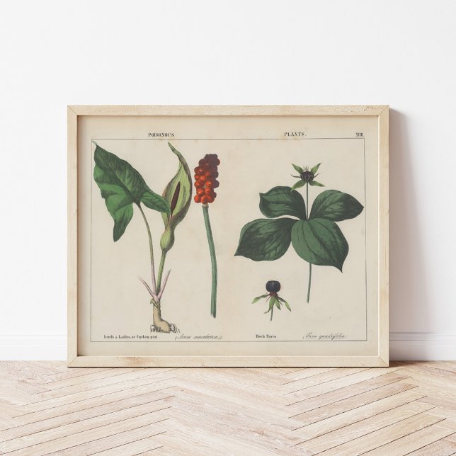 Poster Plantas venenosas | Charlotte Mary Yonge (Criador carregado)