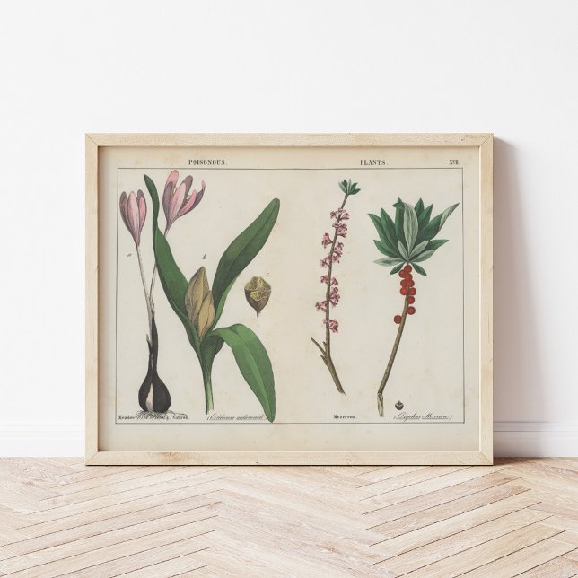 Poster Plantas venenosas | Charlotte Mary Yonge (Criador carregado)