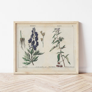 Poster Plantas venenosas   Charlotte Mary Yonge