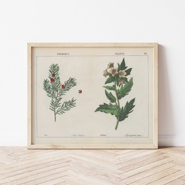 Poster Plantas venenosas | Charlotte Mary Yonge (Criador carregado)